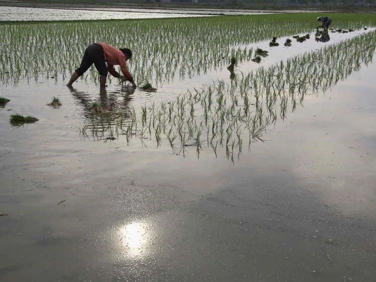 Farmers transplant rice seedlings on June 1, 2011, in Hubei Province. China’s Ministry of Human Resources and Social Security (MHRSS) made an announcement on June 5 that it will raise the retirement age for collecting pension payments. (ChinaFotoPress/Getty Images)