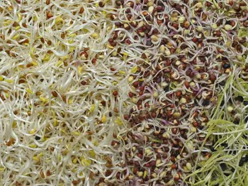 Global Dispatches: The Netherlands—Suspicious Vegetables