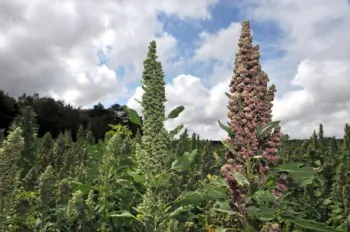 Quinoa: The Complete