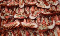 Maine’s Lobster Price Lowest in Two Decades