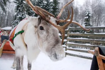 How Reindeer Cool Down Their Red Noses