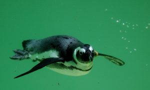 Wayne Newton Animals: Sloths, Penguins Sold