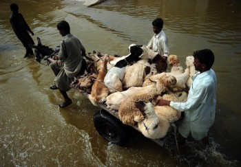 Pakistani men transport goats and sheep on a donkey-cart through floodwater in the flood-hit Badin district on September 20, 2011. (Asif Hassan/AFP/Getty Images)