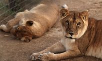 U.S. Congress Seeks Legislation for Big Cats