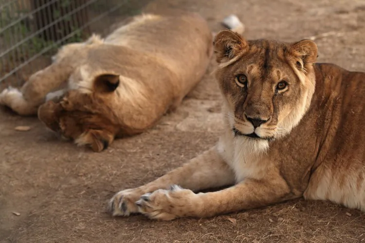Lions rescued from poor circus conditions in Panama lie at the Wild Animal Sanctuary in Keenesburg, Colo. Legislation has been proposed that would prohibit the private possession and breeding of big cats in the United States. (John Moore/Getty Images)