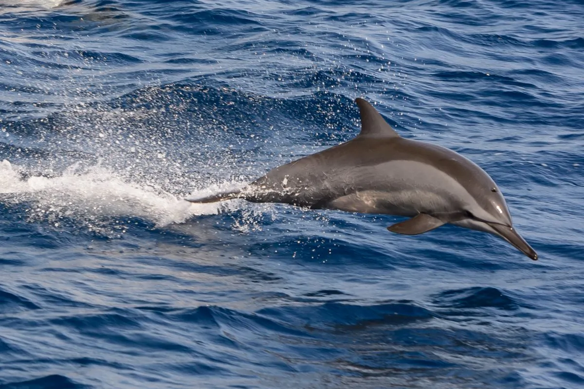 One dolphin's echolocation signals and echoes may be picked up by another dolphin, says Lori Marino. "They have a complex communication system and a unique ability to emit different types of sounds, like a click and a whistle, simultaneously." (Alessandro Caproni/CC BY 2.0)