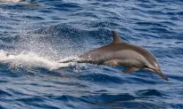 Do Dolphins and Bats Use Sound the Same Way?