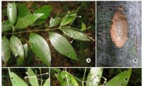 New Species of Camphor Tree Discovered in India