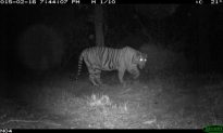 Local Indian Children Catch Tigers on Camera Traps