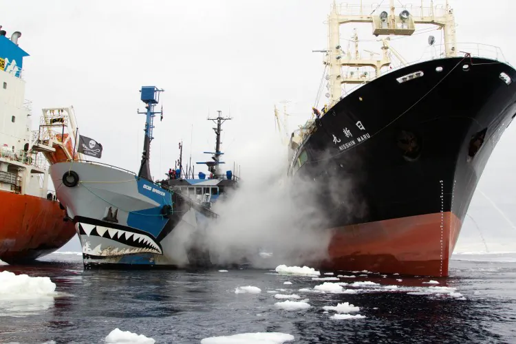Sea Shepherd vessel Bob Barker (C) prevents a Japanese whaling ship (R) from refueling by getting between it and the fuel tanker Sun Laurel (L). Bob Barker is rammed by the whaling ship, and as the confrontation escalates, Sea Shepherd says a Japanese military ship has arrived. (Eliza Muirhead / Sea Shepherd Australia)