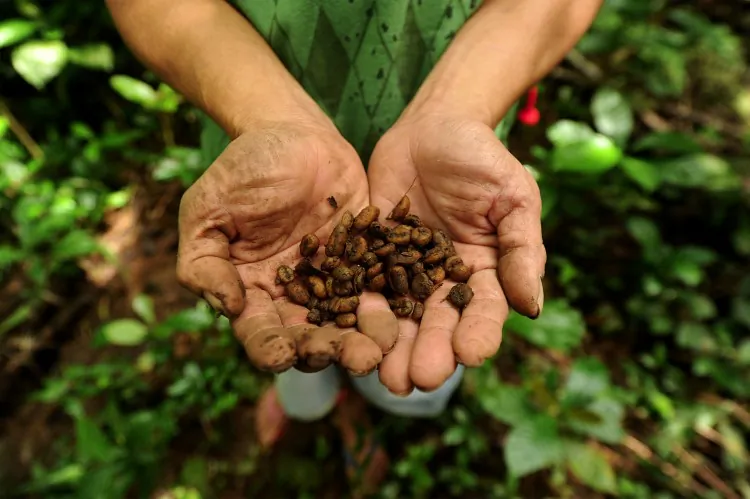A Filipino coffee farmer shows a handful of coffee seeds at the Malarayat mountain in Lipa, Batangas, Phillippines. (NOEL CELIS/AFP/Getty Images)
