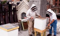 Warm Winter Disturbs NY’s Bees