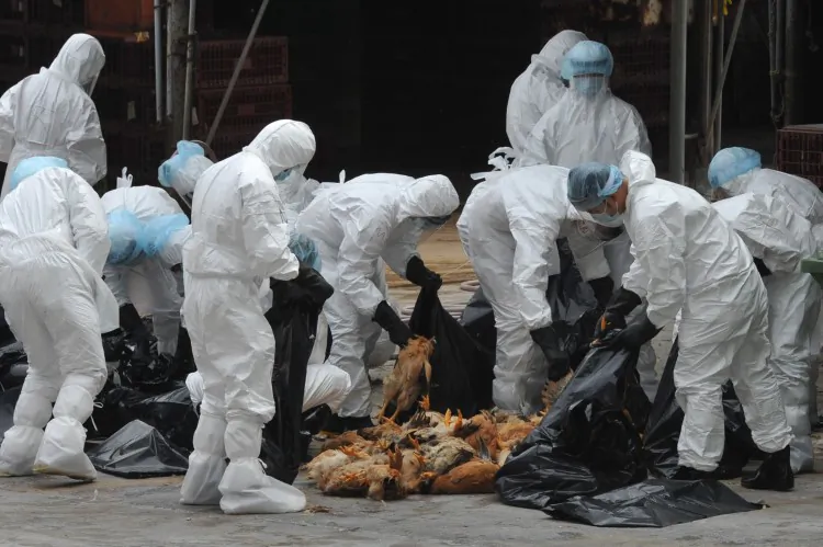 Workers place dead chickens into plastic bags after they were killed at a live chicken distribution centre in Hong Kong on December 21. Hong Kong culled 17,000 chickens and suspended live poultry imports for 21 days after three birds tested positive for the deadly H5N1 strain of bird flu virus. (Aaron Tam/AFP/Getty Images)