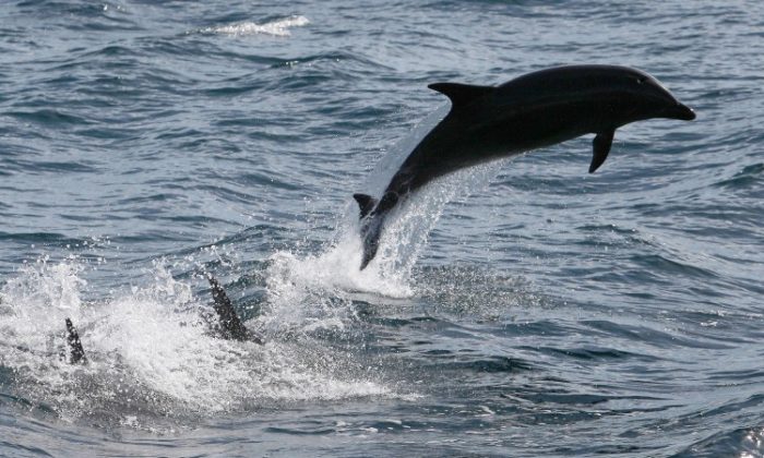 Bottlenose dolphins leap off the Southern California coast on Jan. 30, 2012 near Dana Point, California. (David McNew/Getty Images)