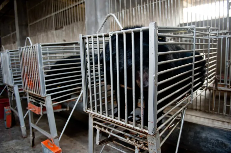 The bears in their cages as they are prepared to have their biles drained at Guizhentang's controversial bear bile farms in Hui'an, southeast China's Fujian Province on Feb. 22, 2012.. (STR/AFP/Getty Images)
