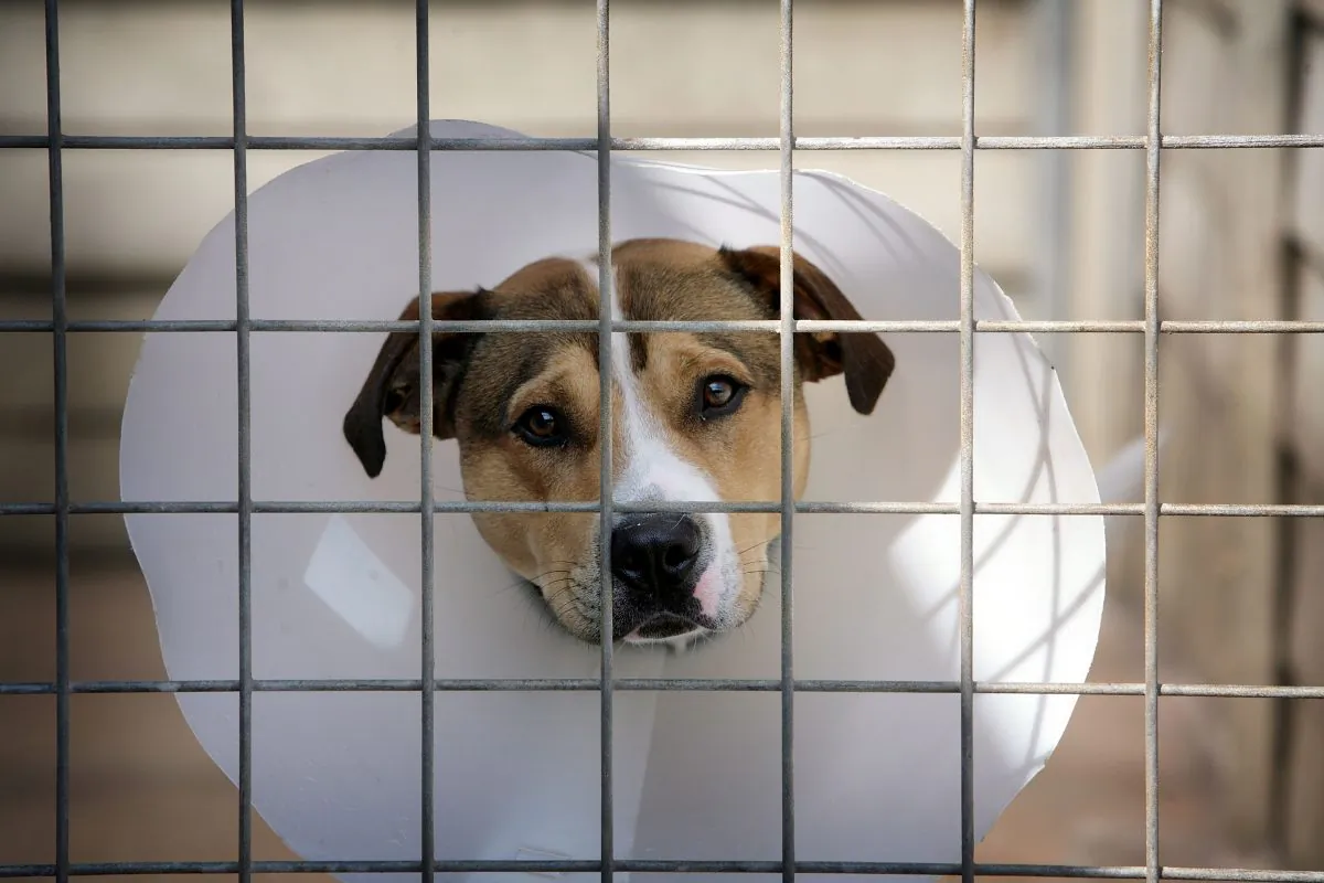 A homeless, cross staffordshire bull terrier dodger at an animal rescue center.  (Christopher Furlong/Getty Images)