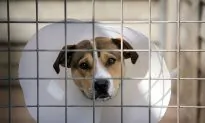 Infant Boy Attacked by Staffordshire Terriers Dies in UK Hospital
