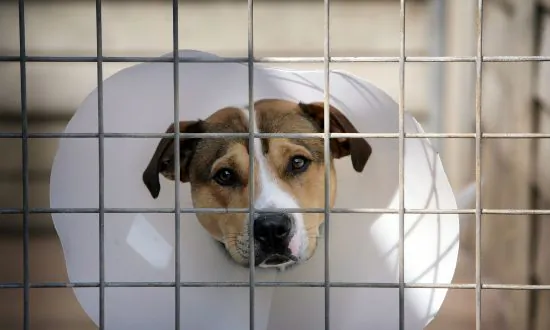 Infant Boy Attacked by Staffordshire Terriers Dies in UK Hospital