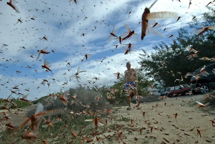 A man stands in a large cloud of locusts, 29 November 2004 around Corralejo in the north of the island of Fuerteventura, in Spain's Canary Islands. (Samuel Aranda/AFP/Getty Images)