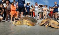 Loggerhead Turtles Returned to the Wild