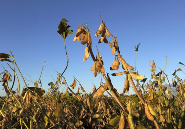 Transgenic soybean plants are found in a field near the city of Santa Fe, about 500 km northwest of Buenos Aires, Argentina.