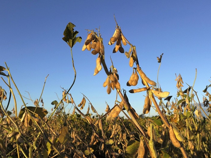 Transgenic soy plants are seen in a field near Santa Fe city, some 500 Km northwest of Buenos Aires, Argentina