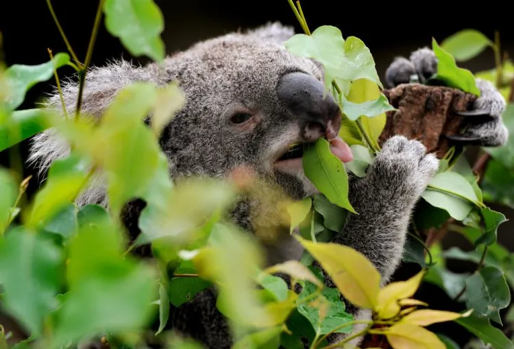A koala chews on gum leaves at the Wild Life park in Sydney in April 23, 2012. (William West/AFP/Getty Images)