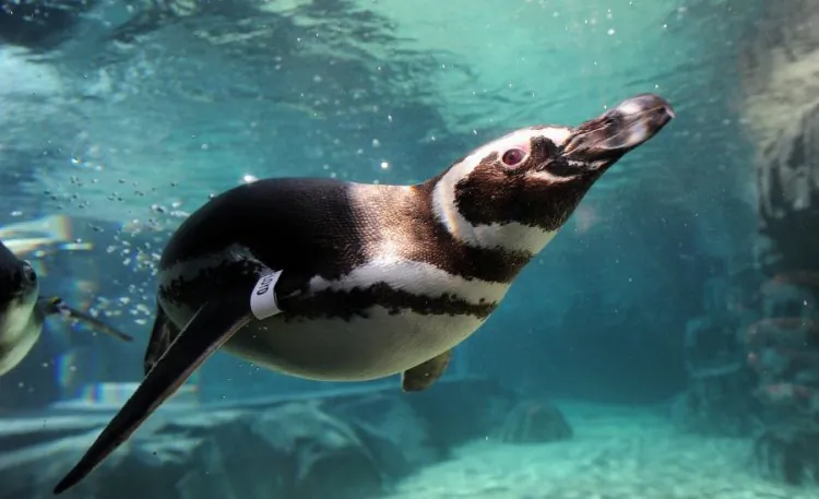 Rescued Magellanic penguins from South America swim in the water at the new June Keys Penguin Habitat at the Aquarium of the Pacific in Long Beach, Calif, on May 16. An exhibit highlighting the environmental threats faced by penguins, such as climate change and over-fishing, opens this week. A live video feed of the penguins is available on the aquariums website, www.aquariumofpacific.org (Frederic J. Brown/AFP/GettyImages)