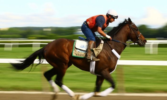 Atigun gallops during a morning workout at Belmont Park on June 5, in Elmont, New York. (Al Bello/Getty Images)