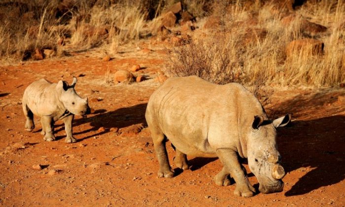 A black dehorned rhinoceros is followed by a calf at a game reserve in South Africa on Aug. 3. Its horns have been removed, probably by wildlife advocates to protect it from being killed by poachers seeking the valuable horns. (Stephane De Sakutin/AFP/Getty Images)