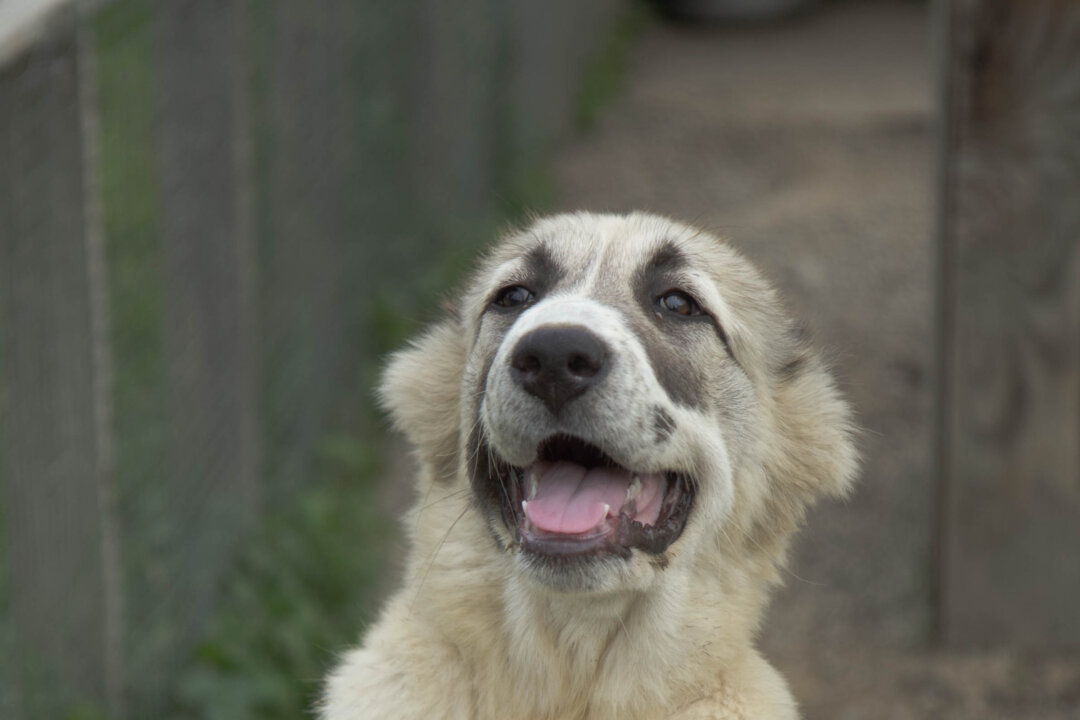 The Magic of MaxoMagic Kennels | The Epoch Times