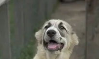 Dog Found Guarding Home 1 Month After Wildfire Burned It Down, Owner Speaks Out