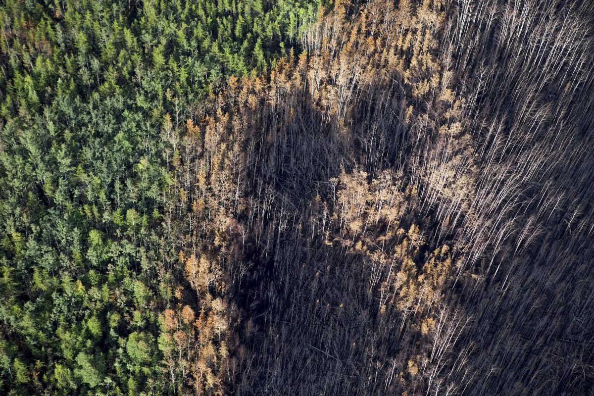 An aerial view of burned forest near Weyakwin, Saskatchewan, on July 15, 2015. About 1,000 fire evacuees in Saskatchewan have received the all-clear to head home. (The Canadian Press/Pool/Liam Richards-The StarPhoenix)
