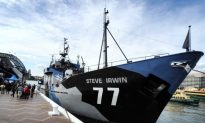 Japanese Whaling Fleet Dropped Fuel in Antarctic, Sea Shepherd Says