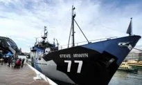 Japanese Whaling Fleet Dropped Fuel in Antarctic, Sea Shepherd Says