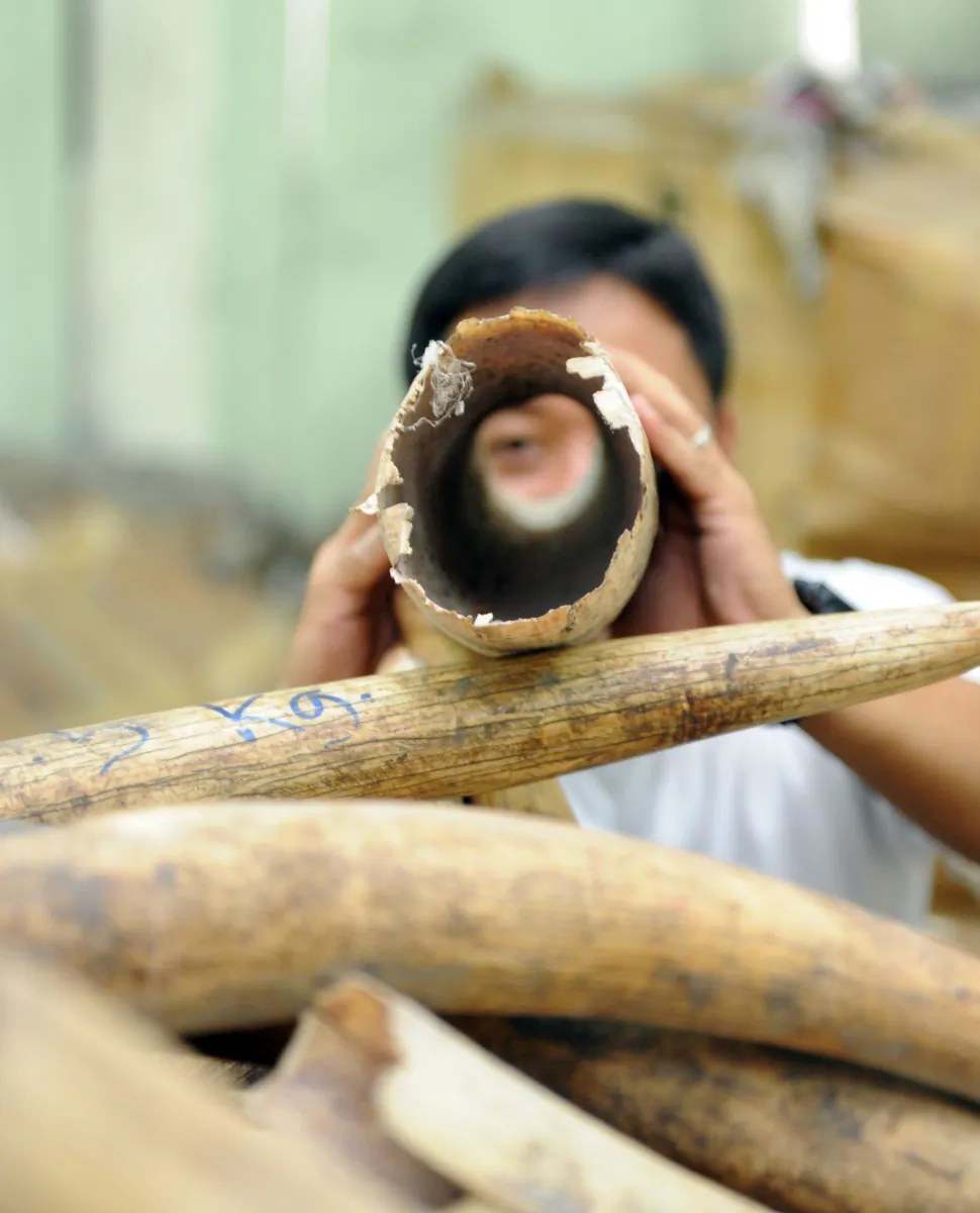 An employee of Protected Areas and Wildlife Bureau in the Philippines displays part of the 13.1 tons of Tanzanian elephant tusks seized from smugglers in 2005 and 2009, in Manila on Sept. 26, 2012. (Ted Aljibe/AFP/GettyImages)