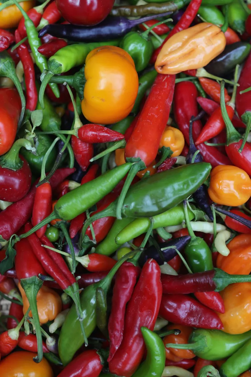 Capsaicin is what makes food spicy. It’s a chemical produced by certain varieties of peppers in greater or lesser concentrations. (By Dan Kitwood/Gettyimages)