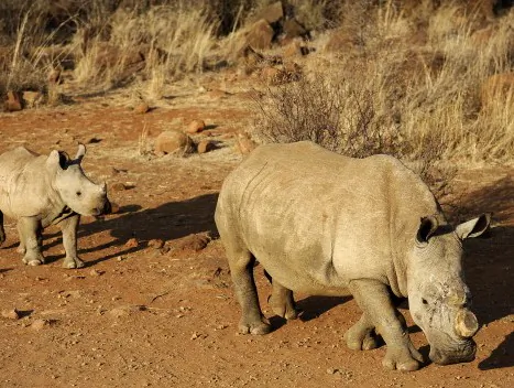 Rhinos ‘Hanging by a Thread:’ Vietnam and South Africa Sign Poaching Agreement