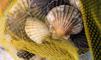 Botany Bay Shellfish Toxic