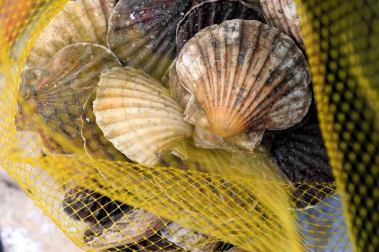 Botany Bay shellfish are unfit for human consumption, NSW Food Authority. (Fred Tanneau/AFP/Getty Images)