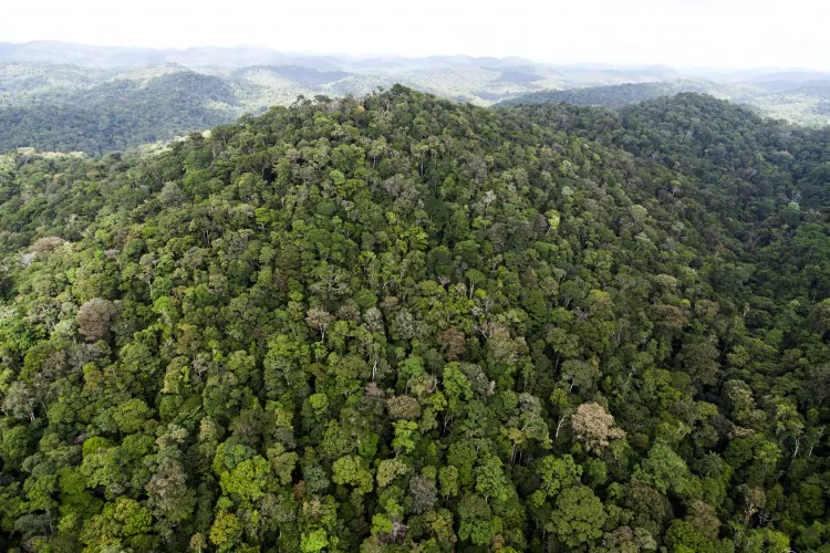A view of the forest in French Guyana near Dorlin, on Dec. 1, 2012. (Jody Amiet/AFP/Getty Images)