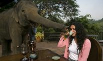 Photos: Elephant Dung Coffee, the World’s Most Expensive