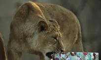 PHOTOS: Zoo Animals Get Christmas Gifts