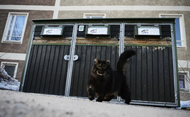 A cat in Sweden. (Jonathan Nackstrand/AFP/Getty Image