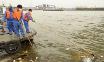 Over 6000 Dead Pigs Float Through Shanghai (Updated)