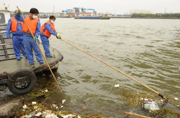 Pigs carcasses have been found floating in the Huangpu River since early March, according to witnesses. A recent dumping of nearly 6,000 became a scandal in China. (Weibo.com)