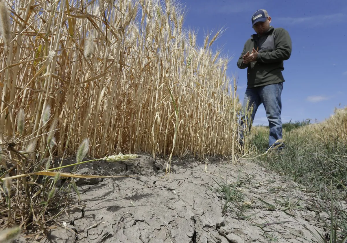 A farmer who relies on senior water rights to water his crops inspects a wheat field nearing harvest on his farm near Stockton, Calif., on May 18, 2015. (Rich Pedroncelli/AP Photo)
