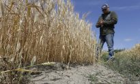 El Nino Likely This Winter for Drought-Weary California
