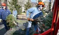 Record-Setting Mulchfest 2012