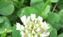 Limit Climate Change or Lose Bumblebees and Crops